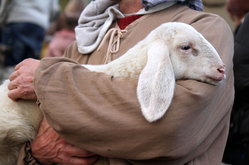 Shepherd Holding Sheep Symbolizing the Great Shepherd Holding Us Close to His Heart